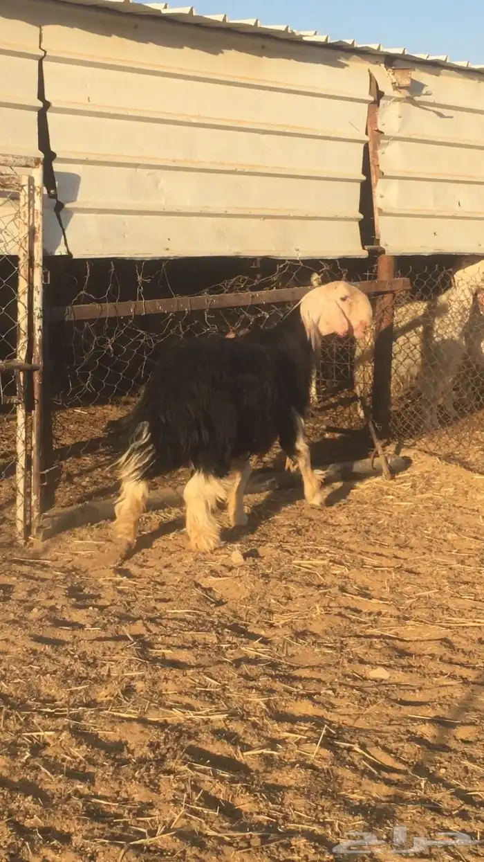 فحل نجدي صنف فاخر 0