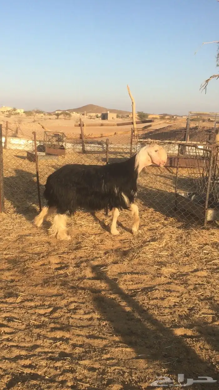 فحل نجدي صنف فاخر 3