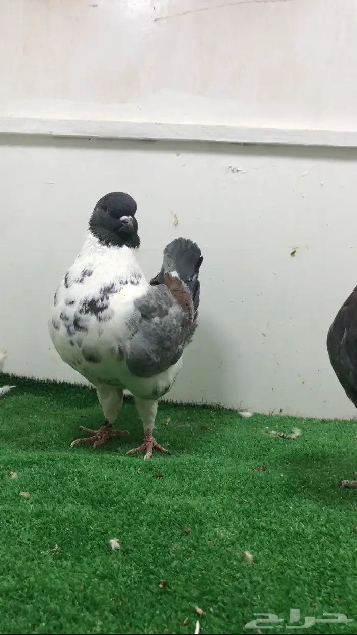 جوز كنق فاخر 0