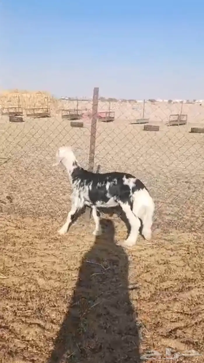 مشروع فحل نجدي فاخر 1