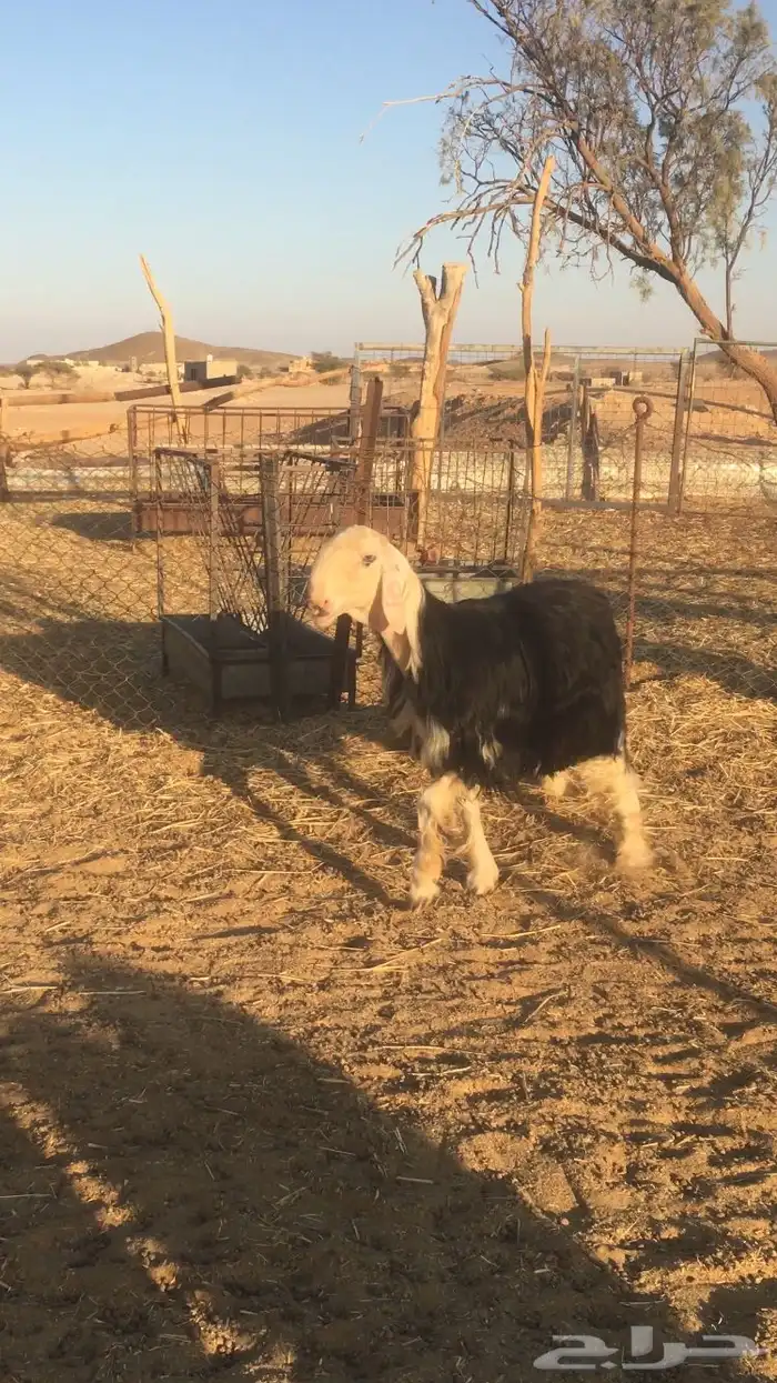 فحل نجدي صنف فاخر 5