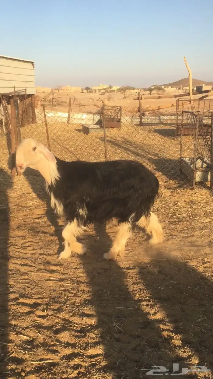 فحل نجدي صنف فاخر 4