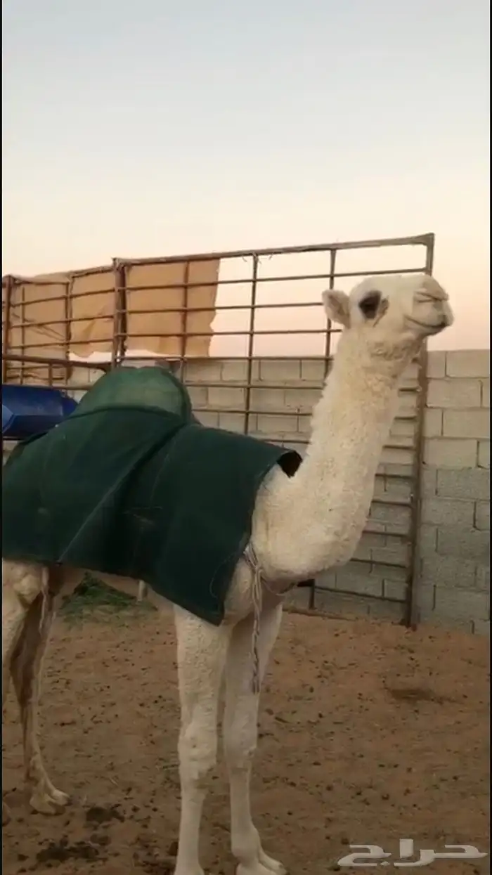 بكرة رمانية 0