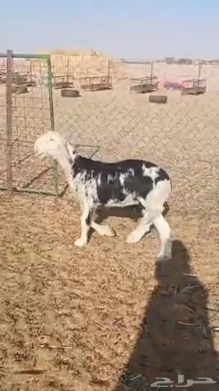 مشروع فحل نجدي فاخر 0