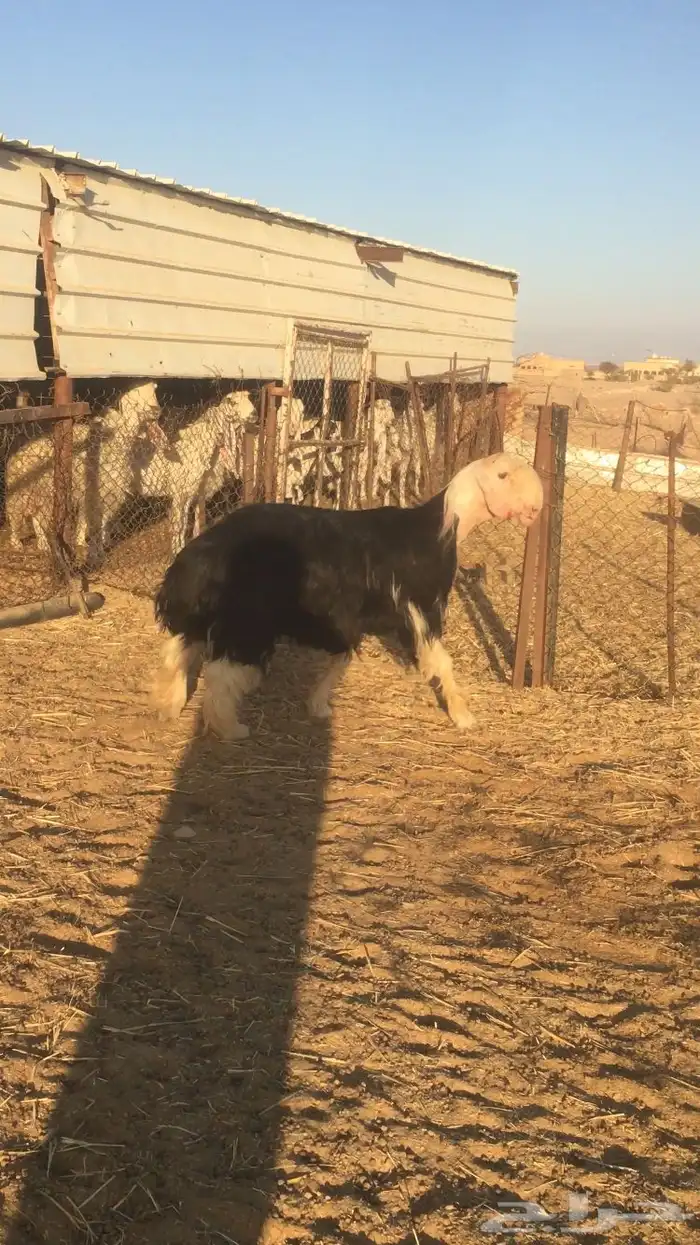 فحل نجدي صنف فاخر 6