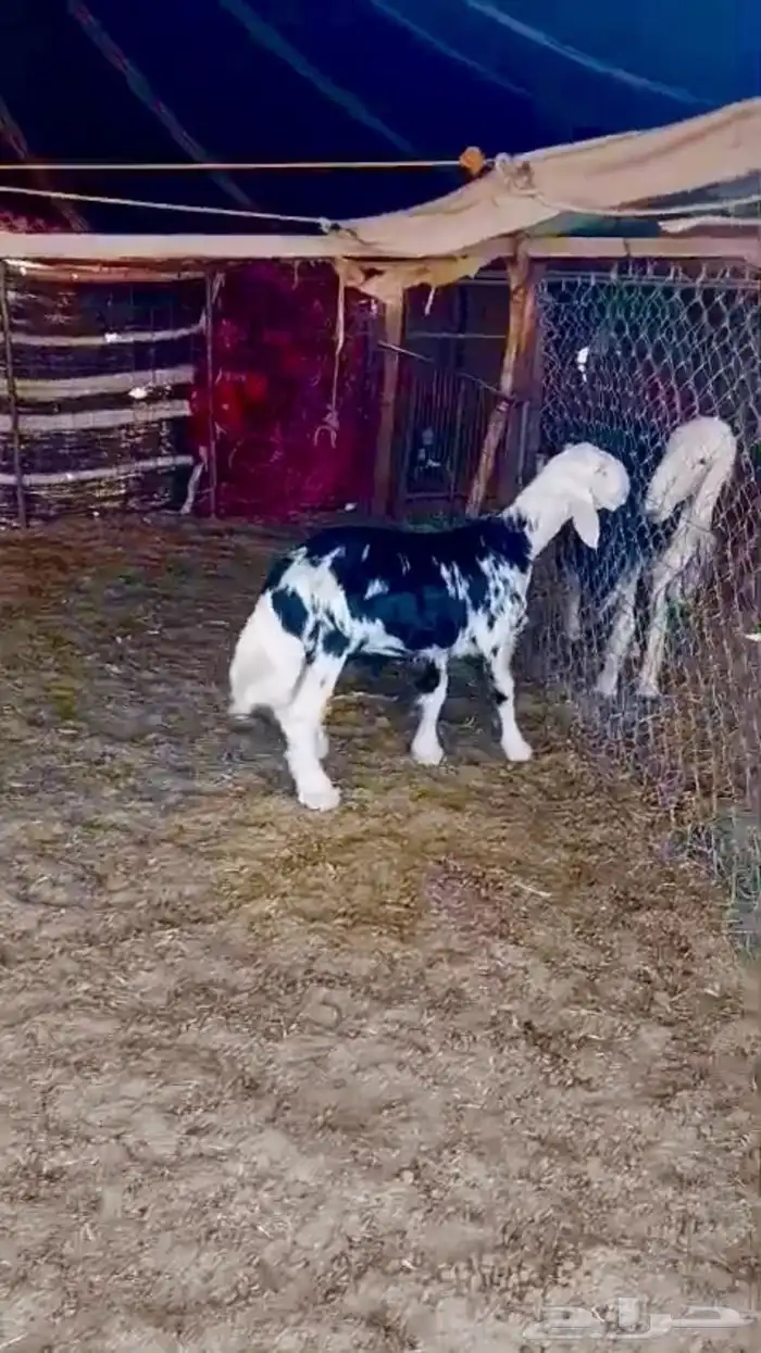 مشروع فحل نجدي فاخر 3