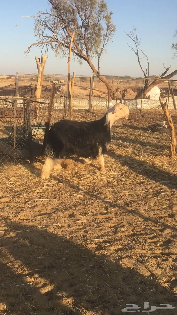 فحل نجدي صنف فاخر 1