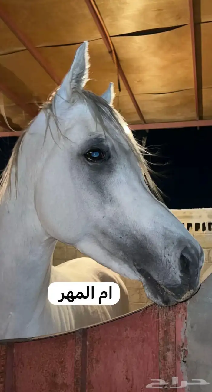 مهره و. مهر 6