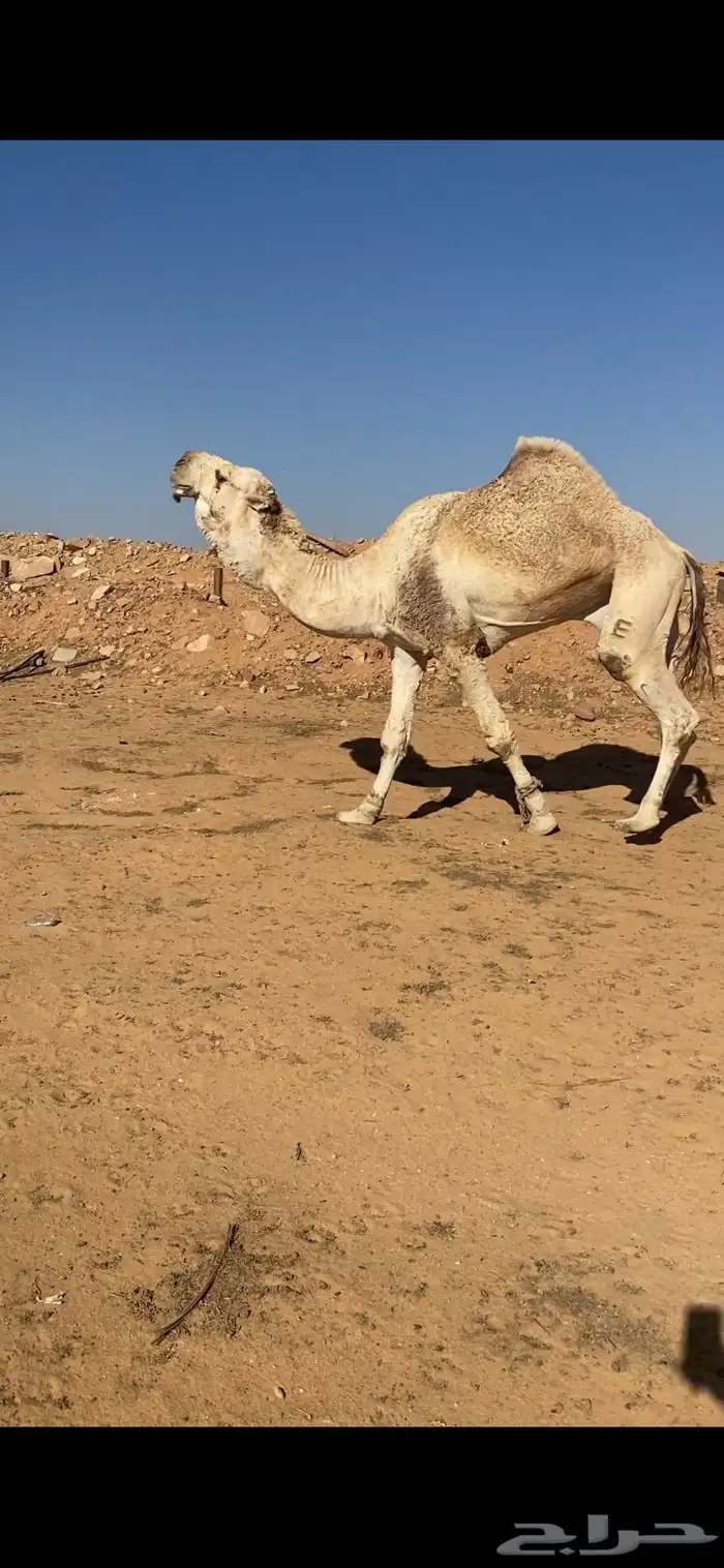 جمل هايج باتلي اقبل البدل 2