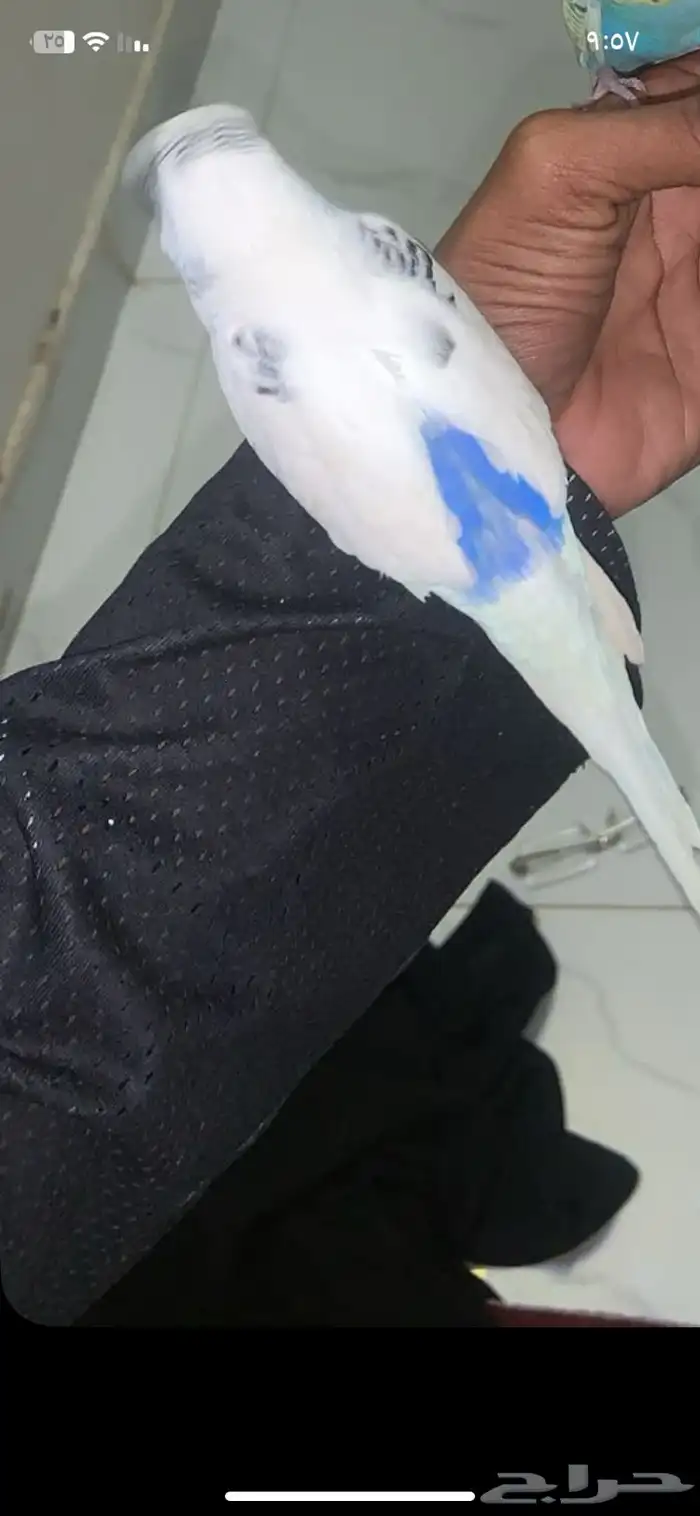 بدجي ذكر منتج من قبل 0