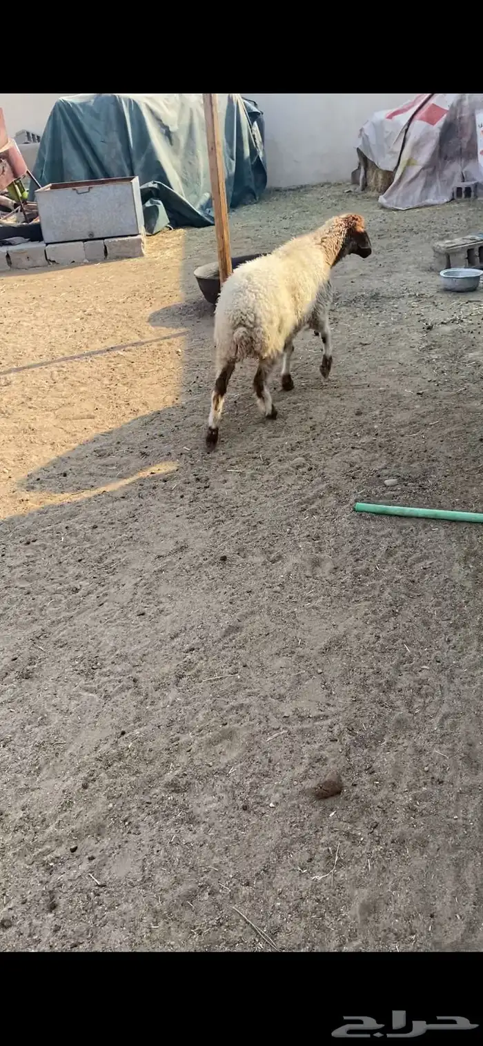 نعجة ثنيه فل شحم ذبيحة خصم 2