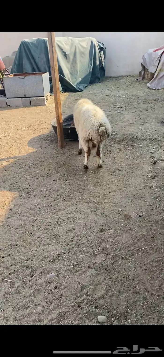 نعجة ثنيه فل شحم ذبيحة خصم 3