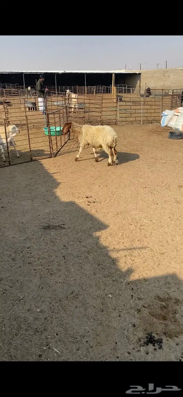 نعجة ثنيه فل شحم ذبيحة خصم 6