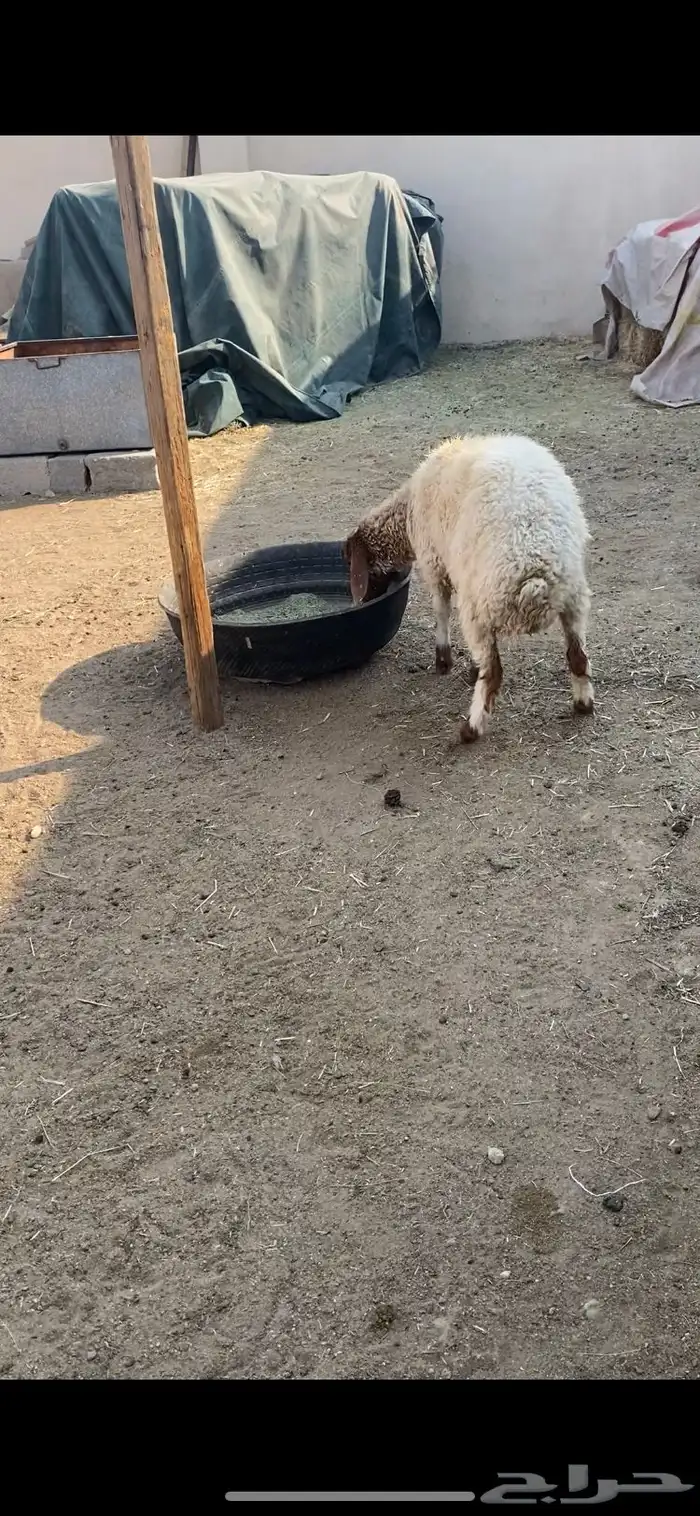 نعجة ثنيه فل شحم ذبيحة خصم 4