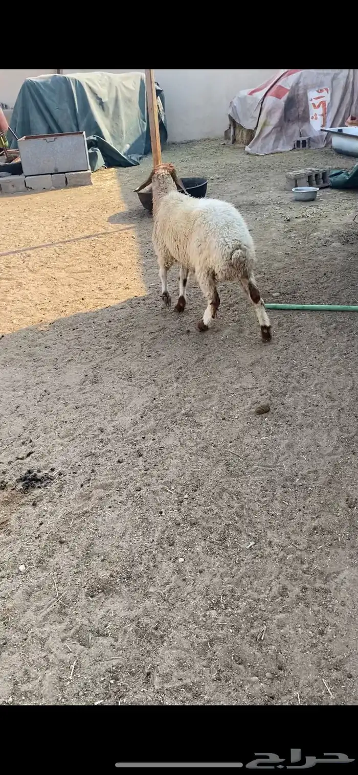 نعجة ثنيه فل شحم ذبيحة خصم 7