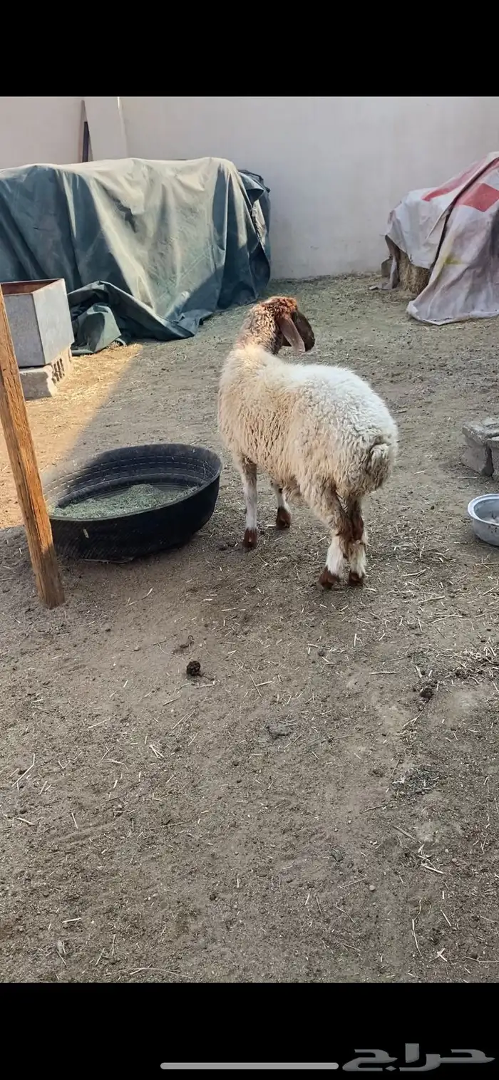 نعجة ثنيه فل شحم ذبيحة خصم 0