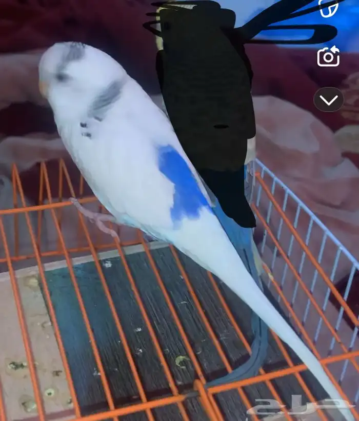 بدجي ذكر منتج من قبل 1