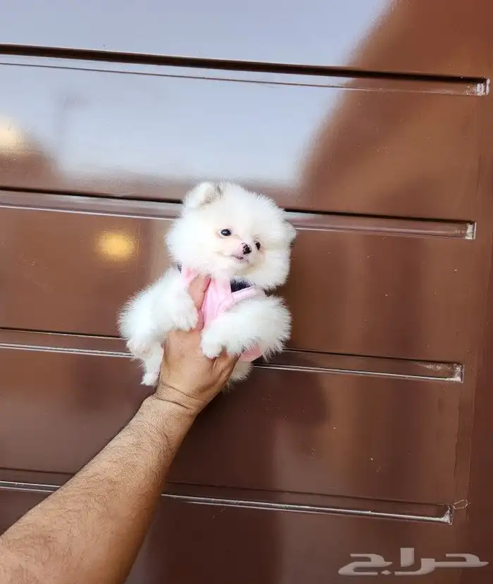 كلب بومرينيان Pomeranian T-cup 1