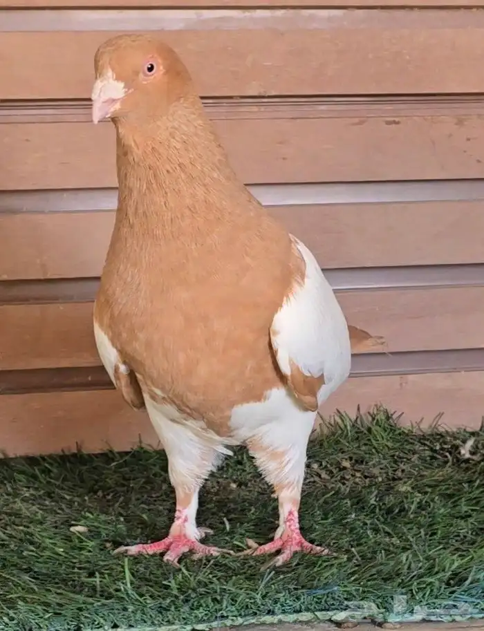 جوز دجي الماني قشطه 3