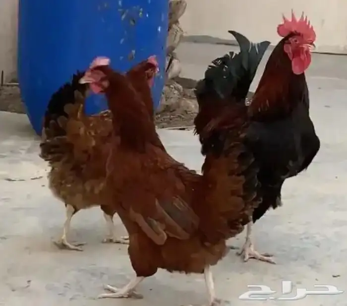 صوص دجاج فرنسي بيور 1