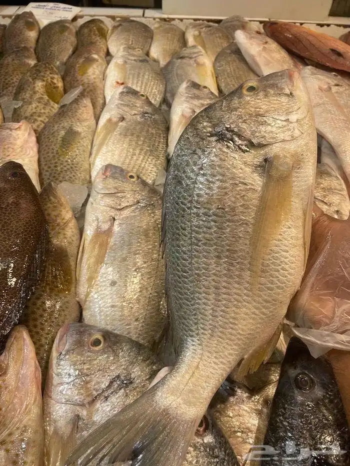 للبيع سمك و وبيان طازج 3