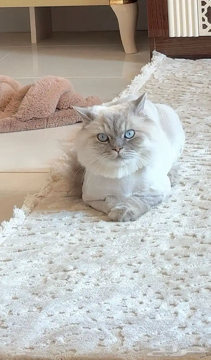 قط للتبني هادي ولطيف نوعه هملايا اسمه ديبي مطعم ومعقم 0