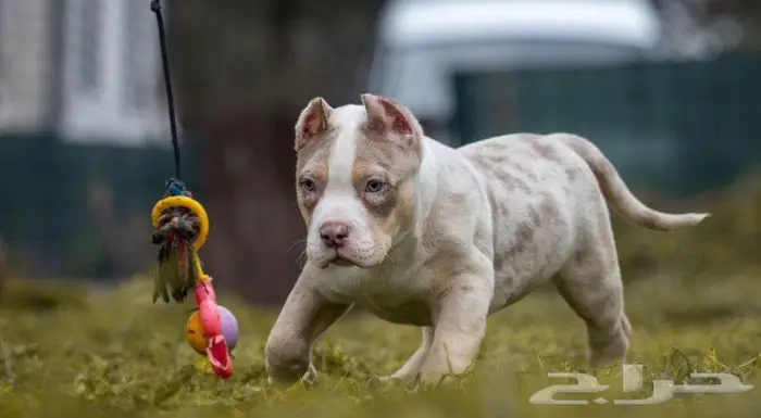 متوفر جرو للبيع امريكان بولي ولد 2