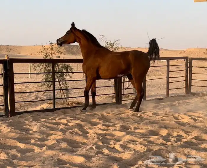 فرس واهو فاخرة 1