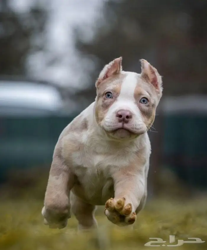 متوفر جرو للبيع امريكان بولي ولد 0