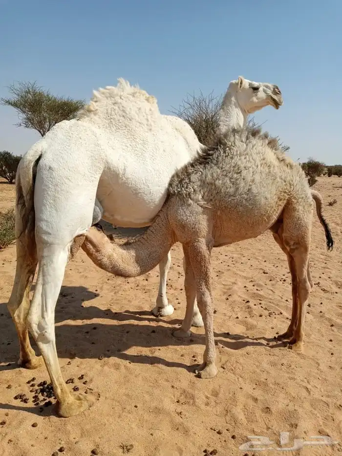 قعود للبيع 1