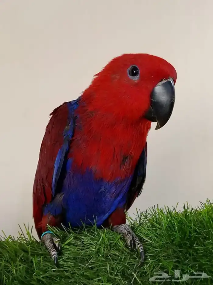 بيع طير انتى اكتبكتس من محمية الطيور المغرده 4