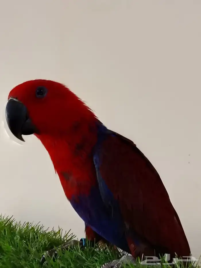 بيع طير انثي اكبكتس من محميه الطيور المغرده 0