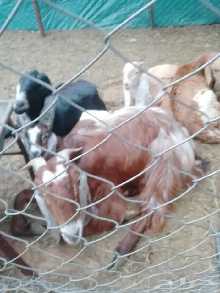 عنز للبيع الحد 2500 0