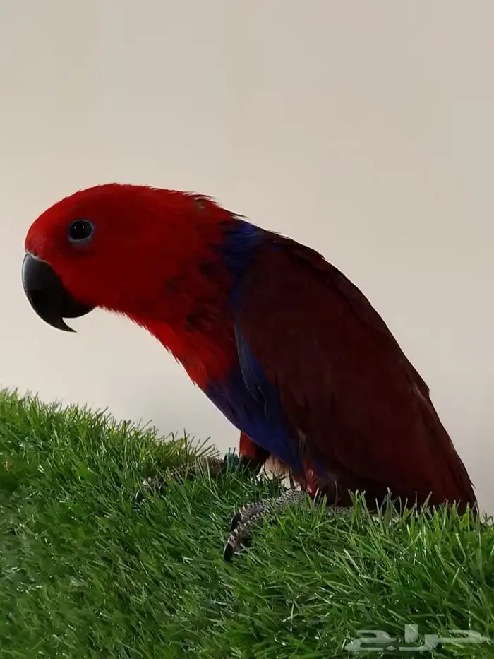 بيع طير انتى اكتبكتس من محمية الطيور المغرده 2