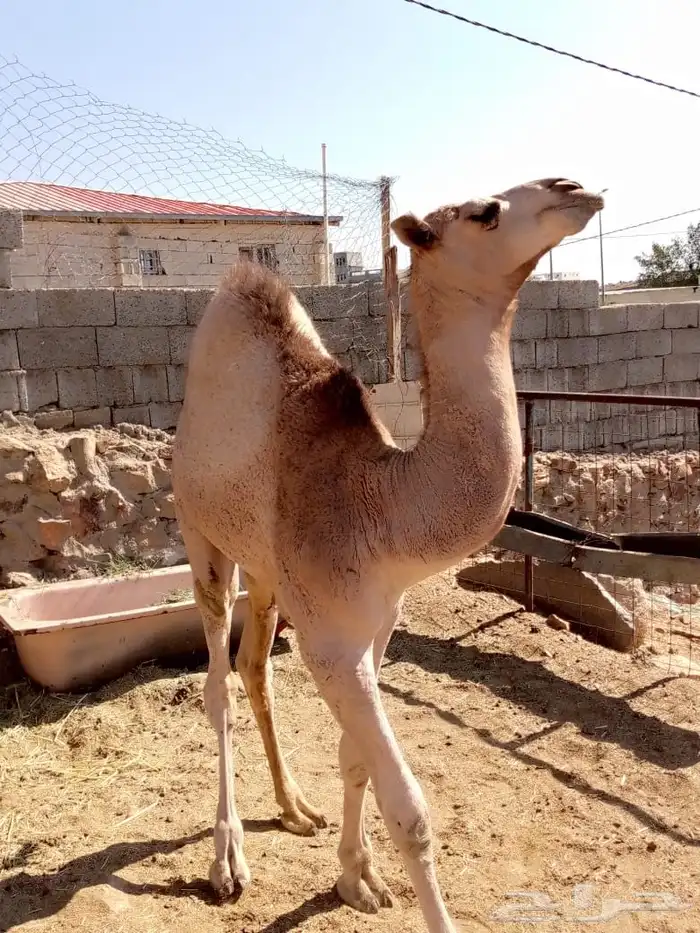 قعود على الحليب مقفل شحم 1