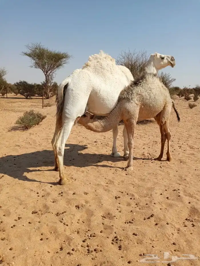 قعود للبيع 3