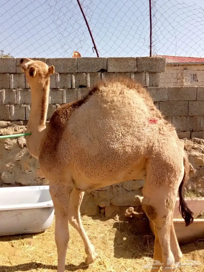 قعود على الحليب مقفل شحم 3