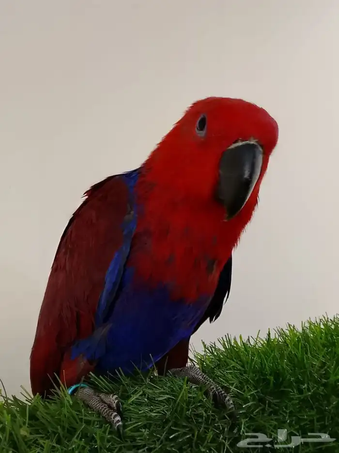 بيع طير انثي اكبكتس من محميه الطيور المغرده 1