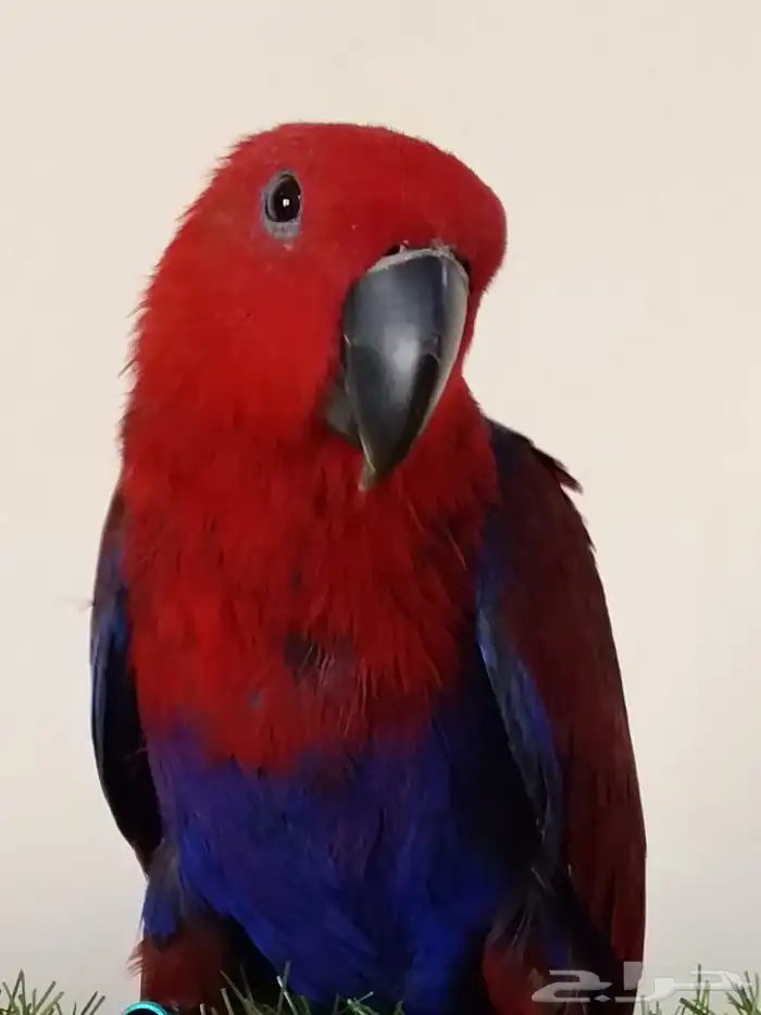 بيع طير انتى اكتبكتس من محمية الطيور المغرده 1