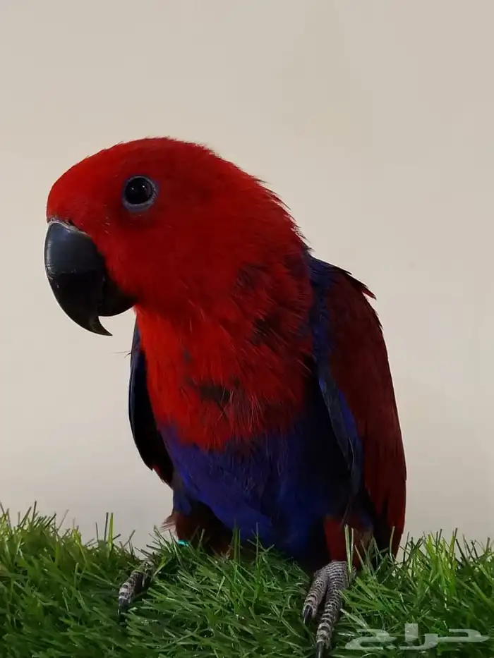 بيع طير انتى اكتبكتس من محمية الطيور المغرده 3