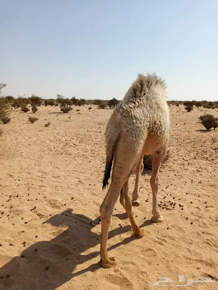 قعود للبيع 0