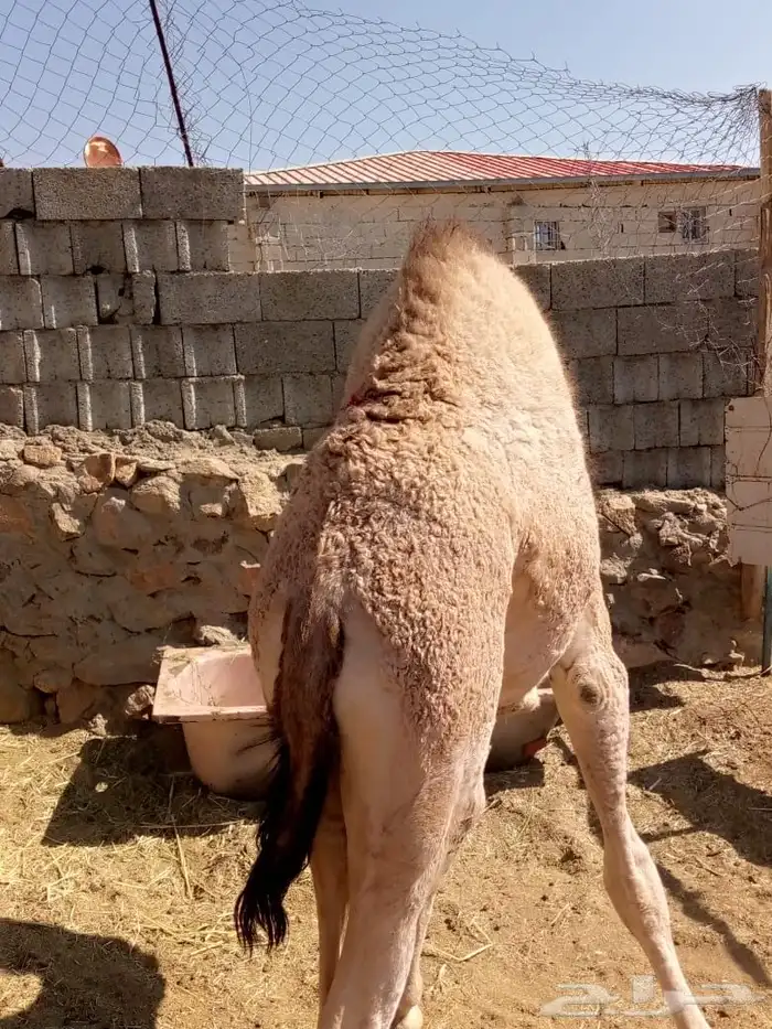 قعود على الحليب مقفل شحم 2