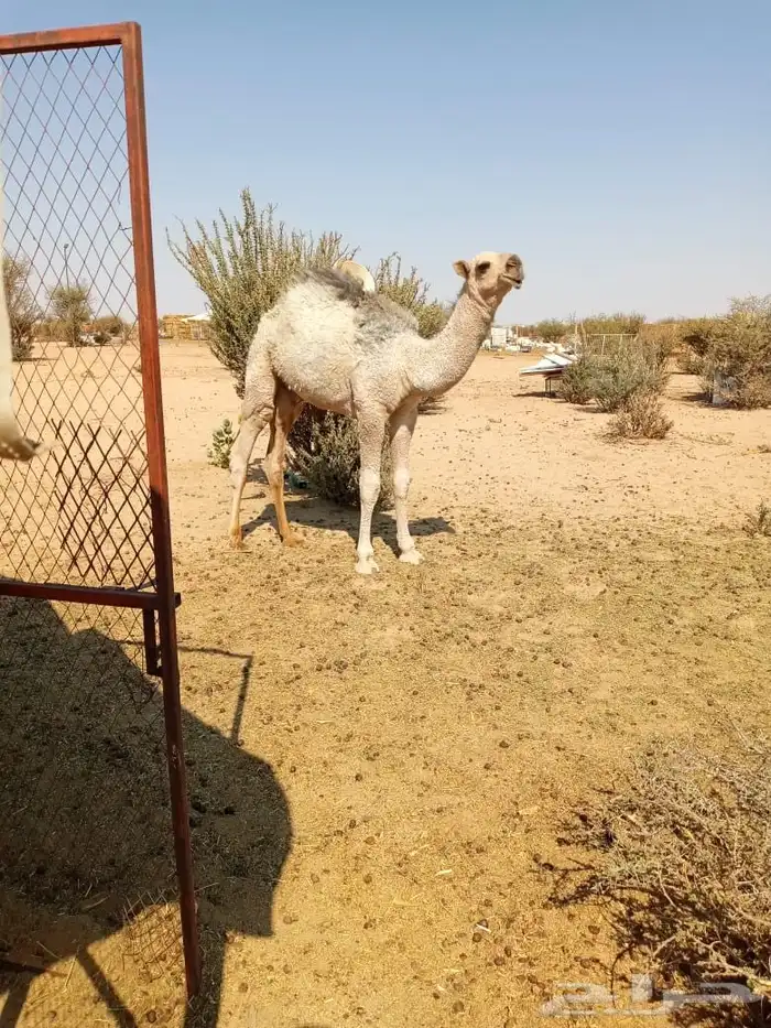 قعود للبيع 2