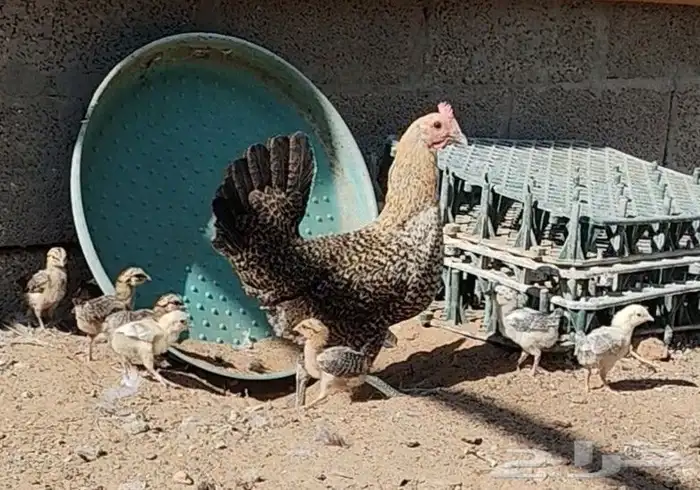 دجاجه عندها صيصان 0