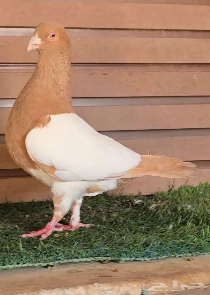 جوز دجي الماني قشطه 1