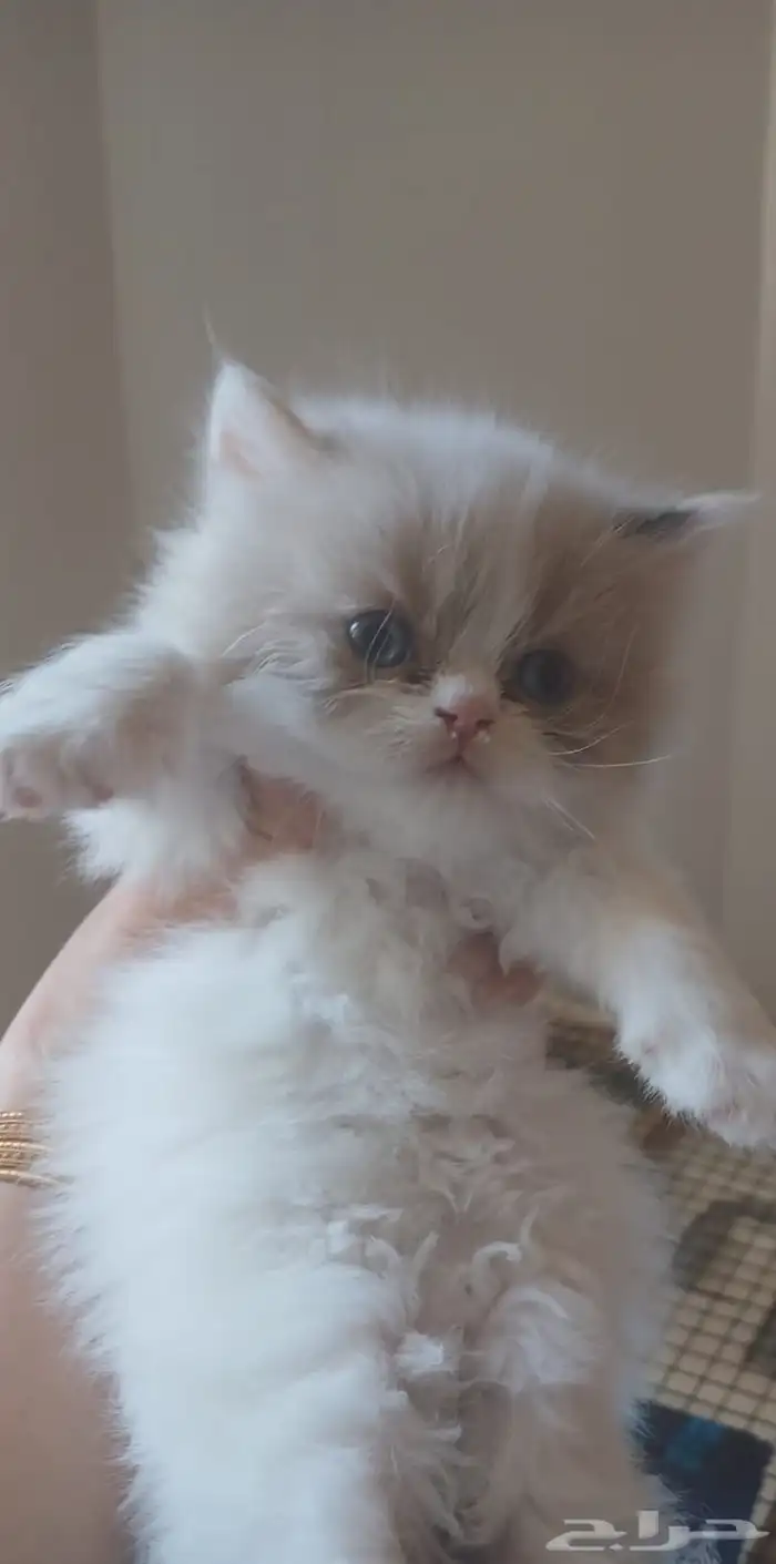 راغدول للبيع بالرياض 1