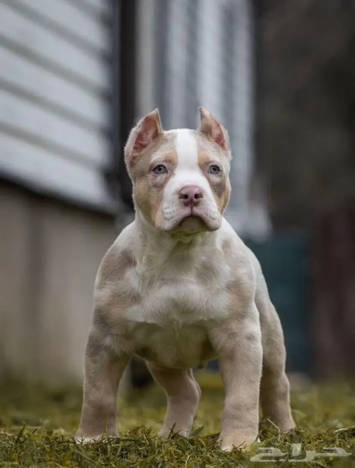 متوفر جرو للبيع امريكان بولي ولد 1