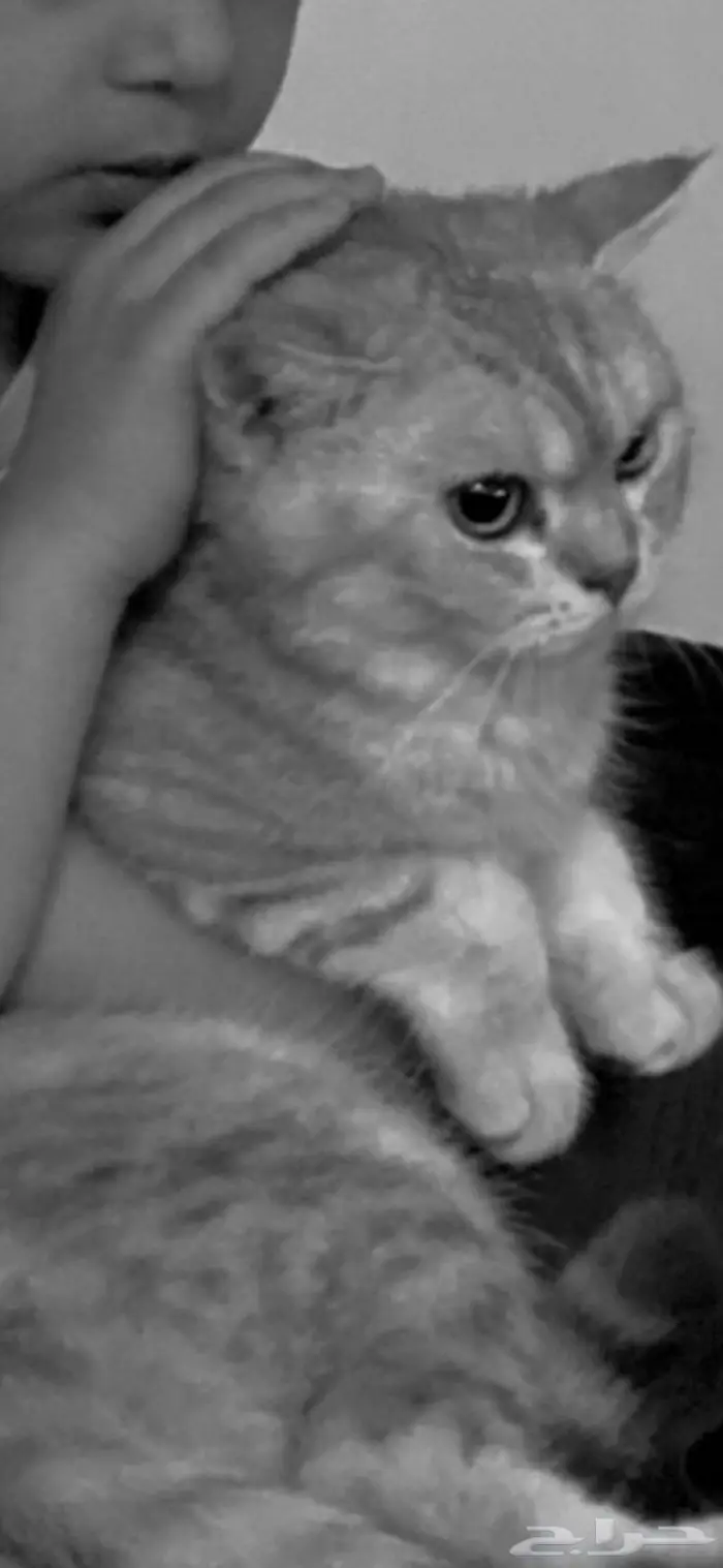 قط سكوتش ستريت 2