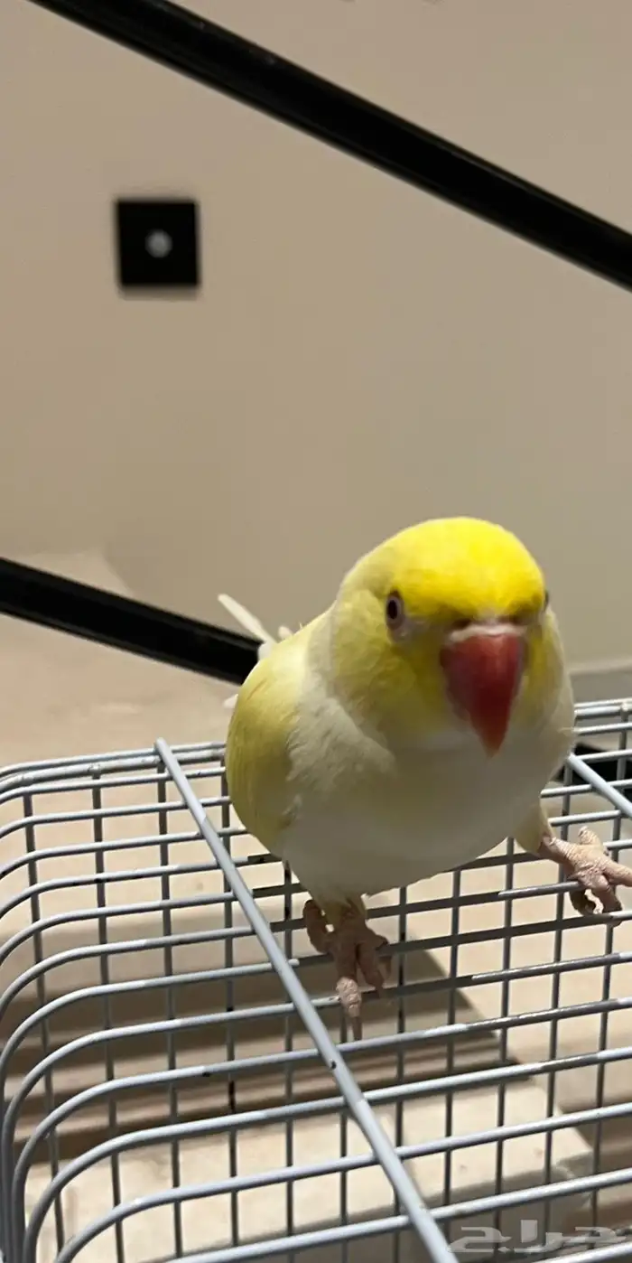 درة اينو جامبو ذكر اليف ( حمامة ) 0