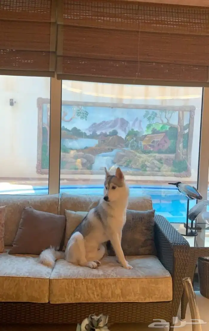 كلاب اعزكم الله مو مهجنه 2